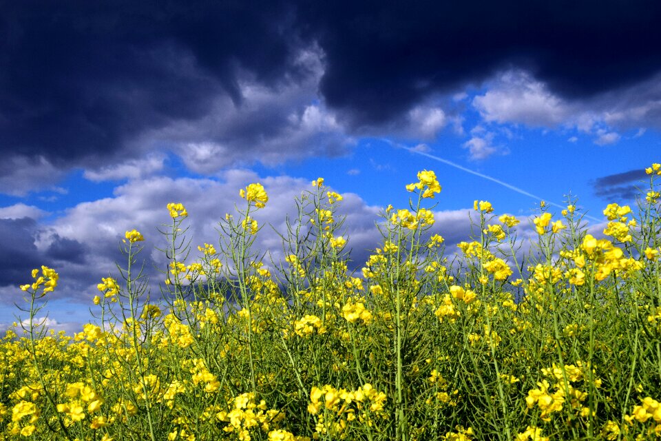 Bloom nature yellow