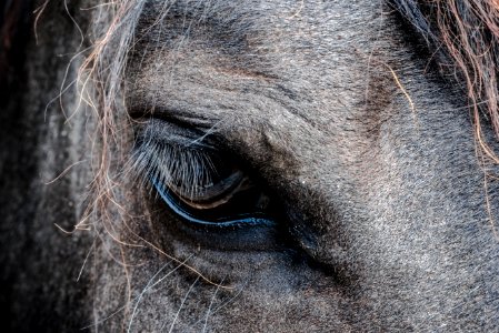 close-up photo of gray horse's eye photo