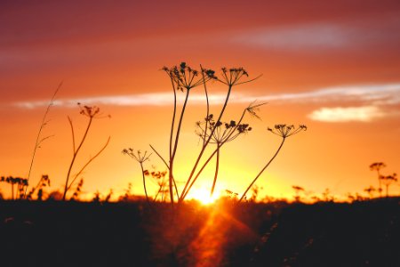 silhouette of plant photo