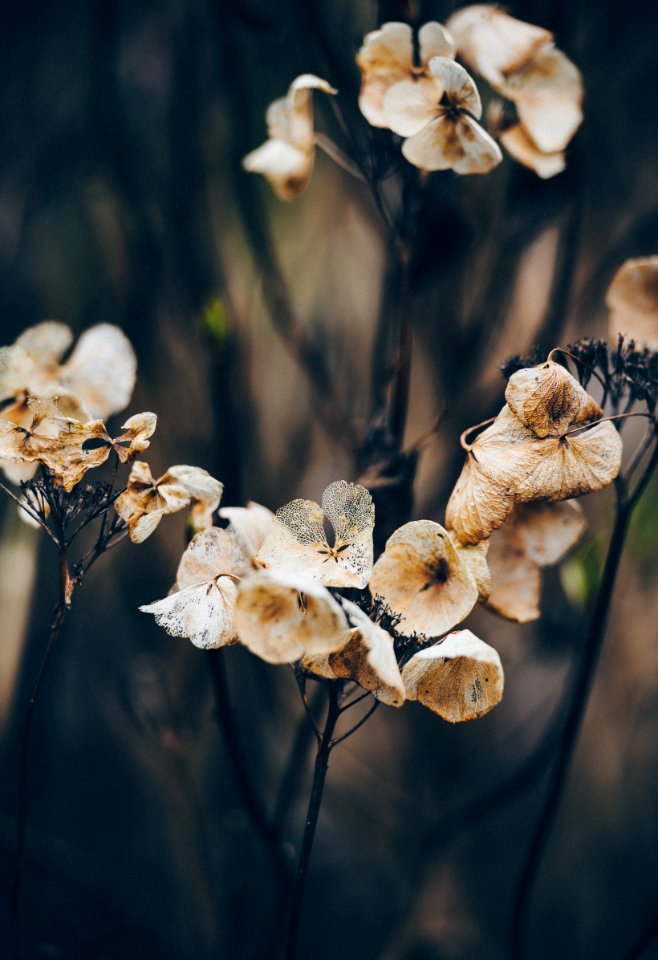 macro photography of dried flowers