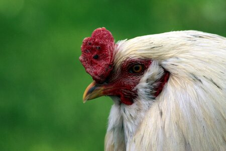 Bird animal farm
