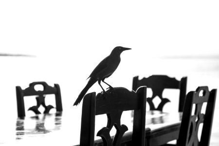 black bird on brown wooden bench photo