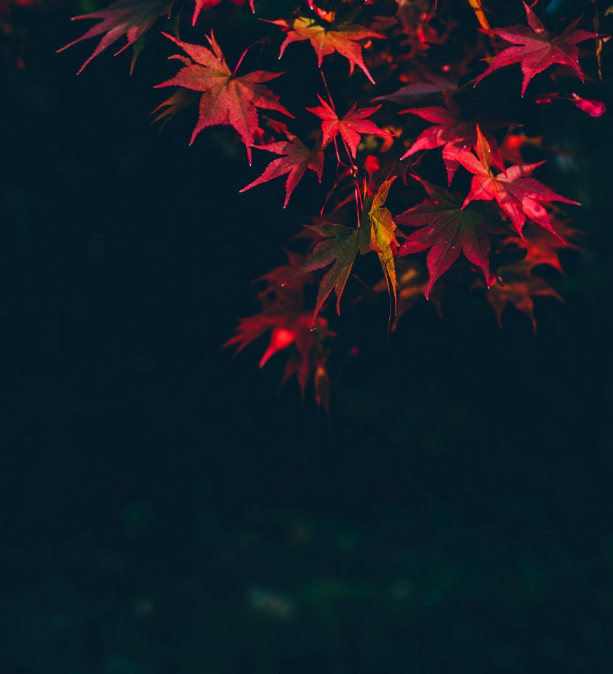selective focus photography of red maple leafed tree