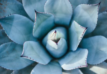 top view of succulent photo