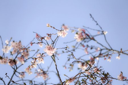 cherry blossom tree photo