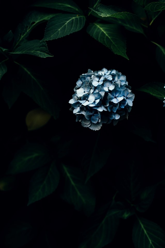 blue hydrangeas flowers