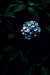 blue hydrangeas flowers