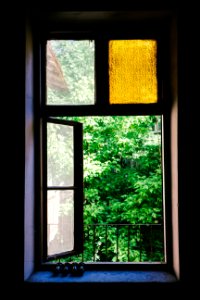 green leafed trees outside window photo