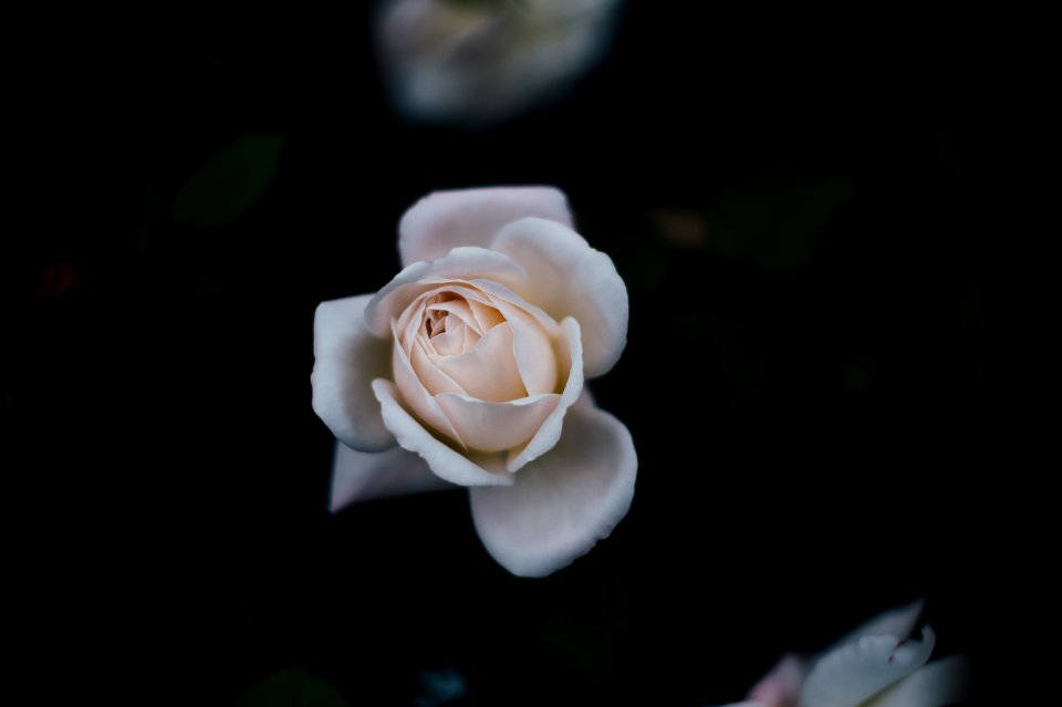 selective focus photo of white rose