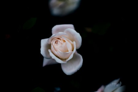 selective focus photo of white rose