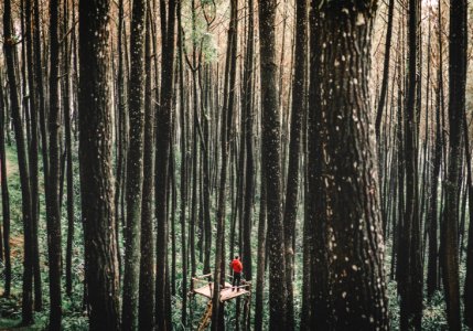 man standing on a tree stand surrounded by forest trees photo