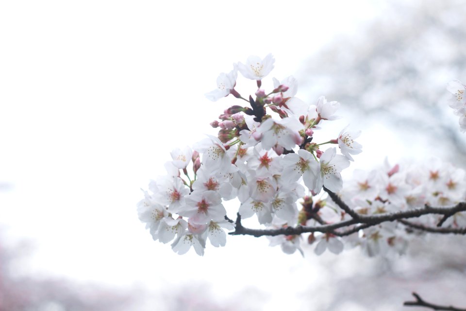 selective focus photography of white petaled flowers