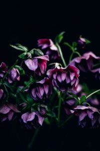 shallow focus photography of purple flower photo
