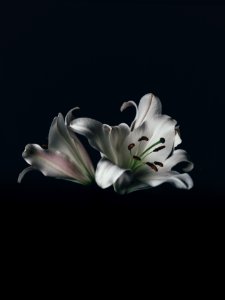 white oriental lily flower photo