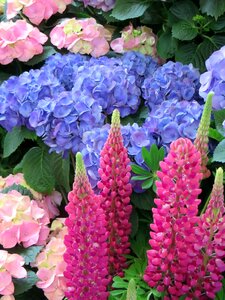 Red blue pink