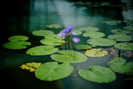 photography of purple petaled flower near body of water during daytime photo