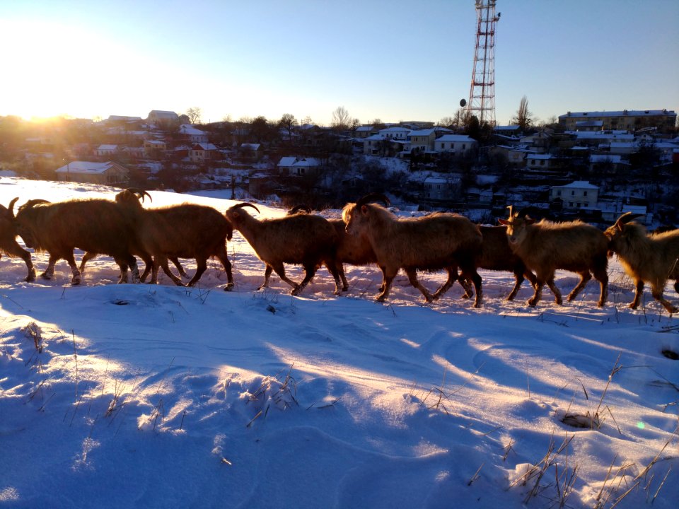 Scythian naples, Snow, Goats