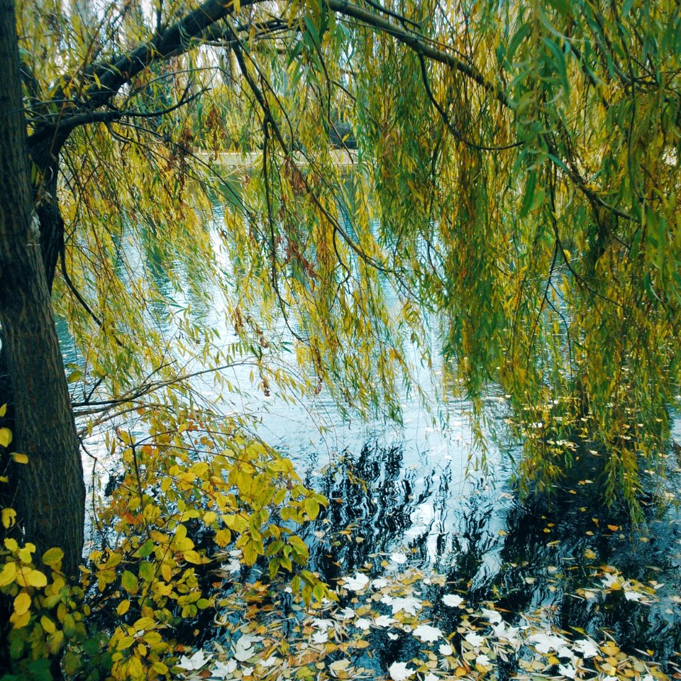 Willow, Lake, Autumn