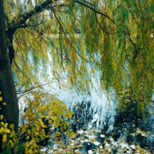 Willow, Lake, Autumn photo