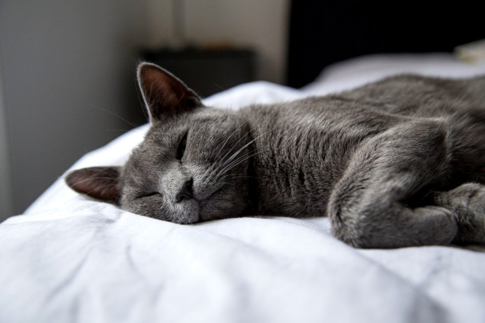 silver tabby cat lying on white textile photo