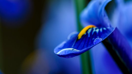 Nature, Droplet, Yellow photo