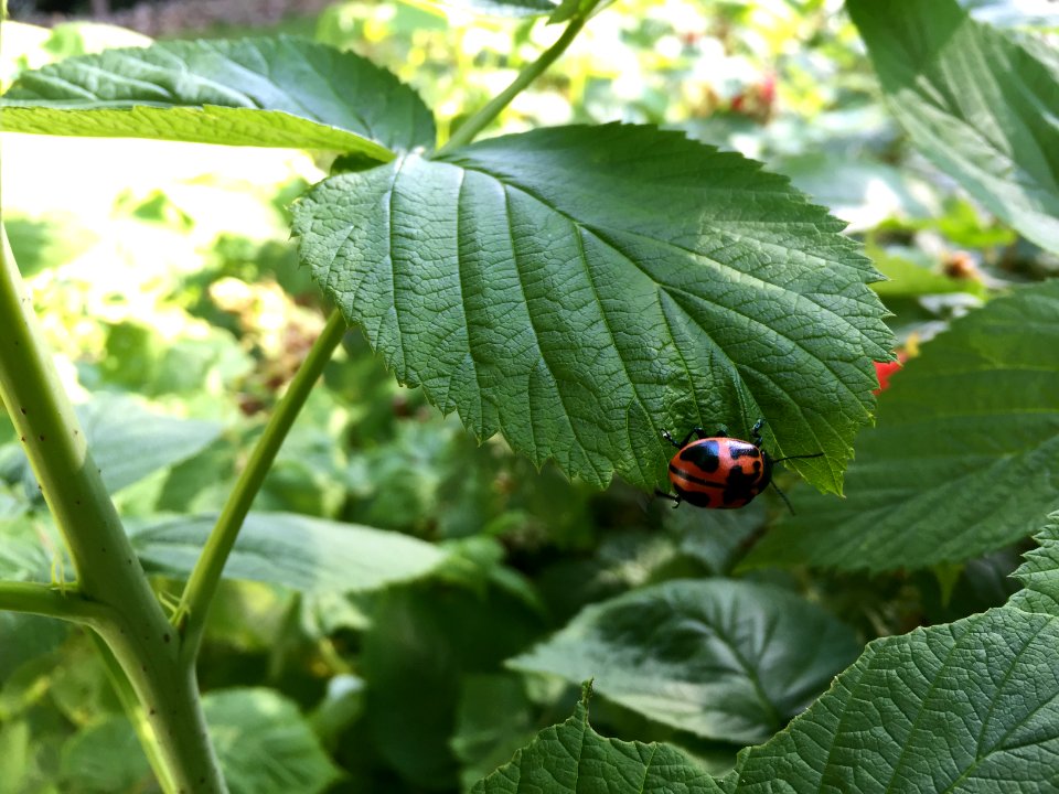 Greenery, Bush, Raspberry