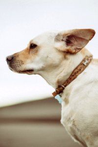 short-coated beige dog photo