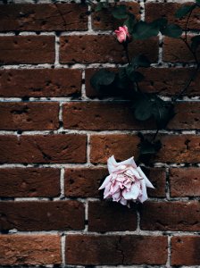 pink rose flowers on brick wall photo