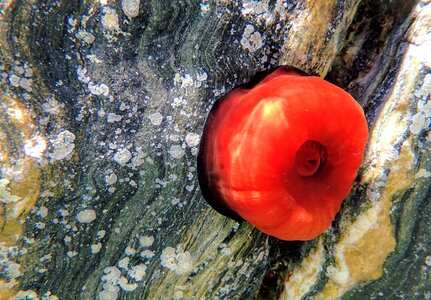 Cyclades red greece photo