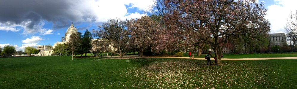 Washington, United states, Cherryblossom