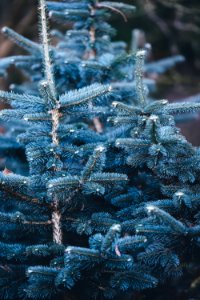 shallow focus photography of blue pine tree photo