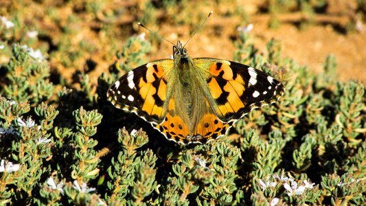 Butterfly insect fauna
