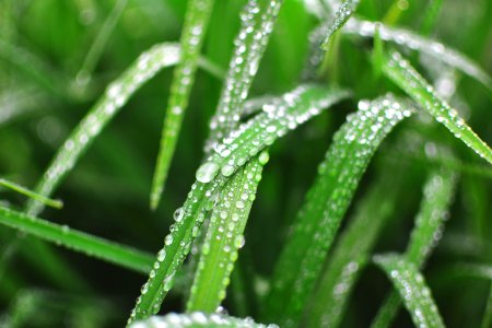 close-up photo of water dew on linear leaves photo