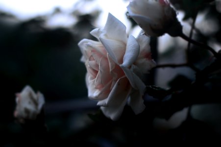 white rose flowers closeup photgraphy photo
