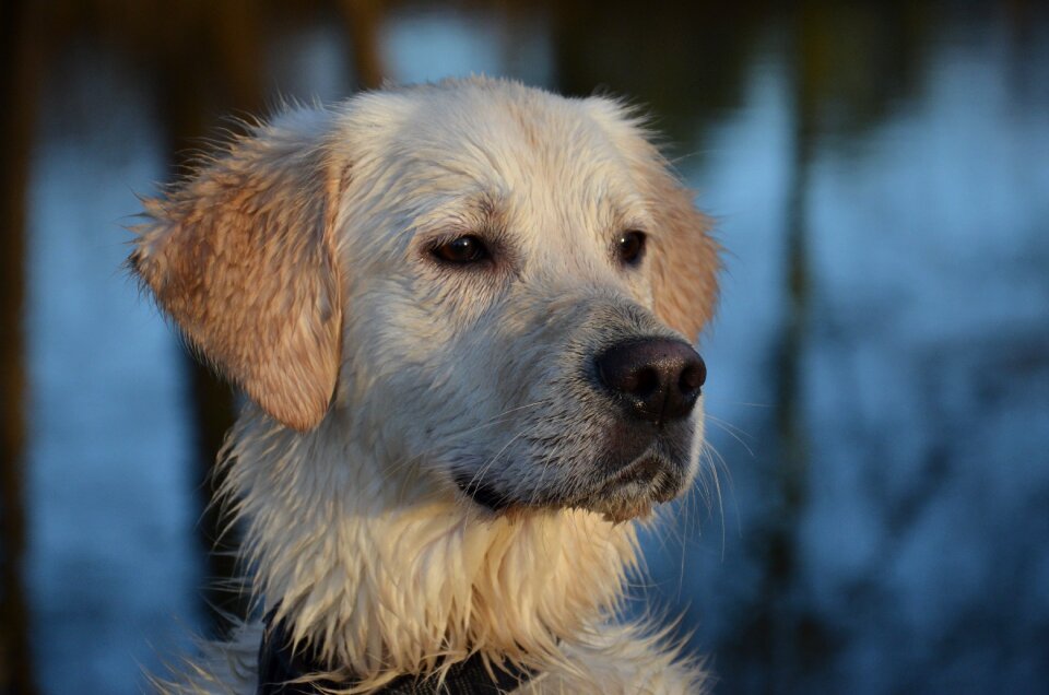 Nature fun dog human