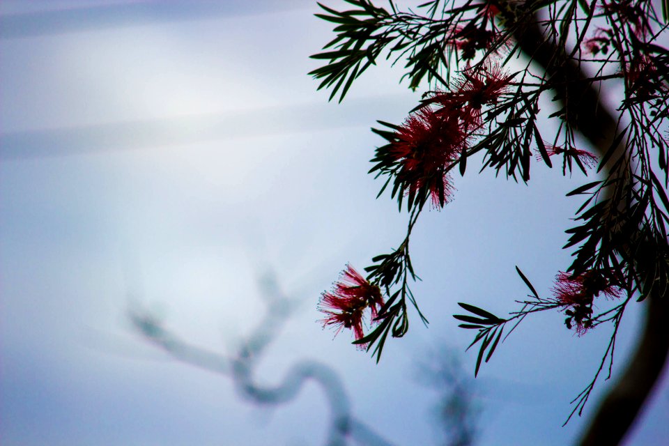 Newcastle, Australia, Spring
