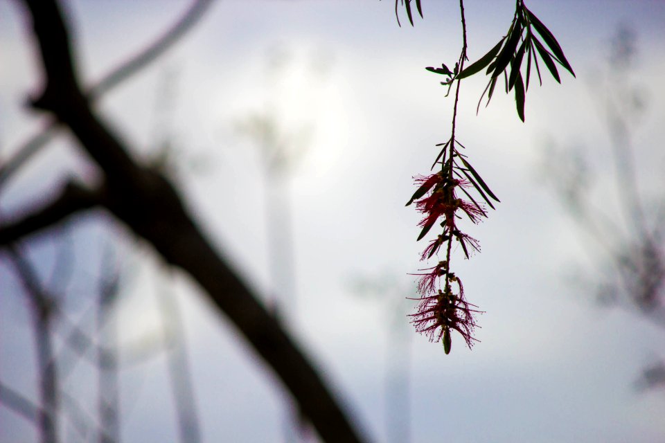 Newcastle, Australia, Flower