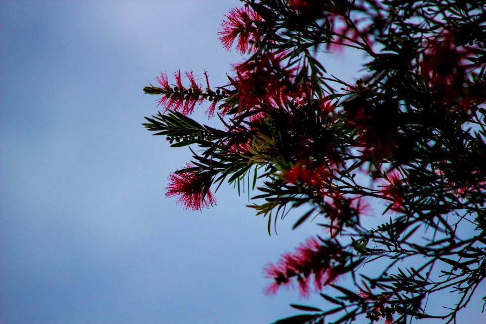 Newcastle, Australia, Spring