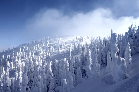 snow covered pine trees photo