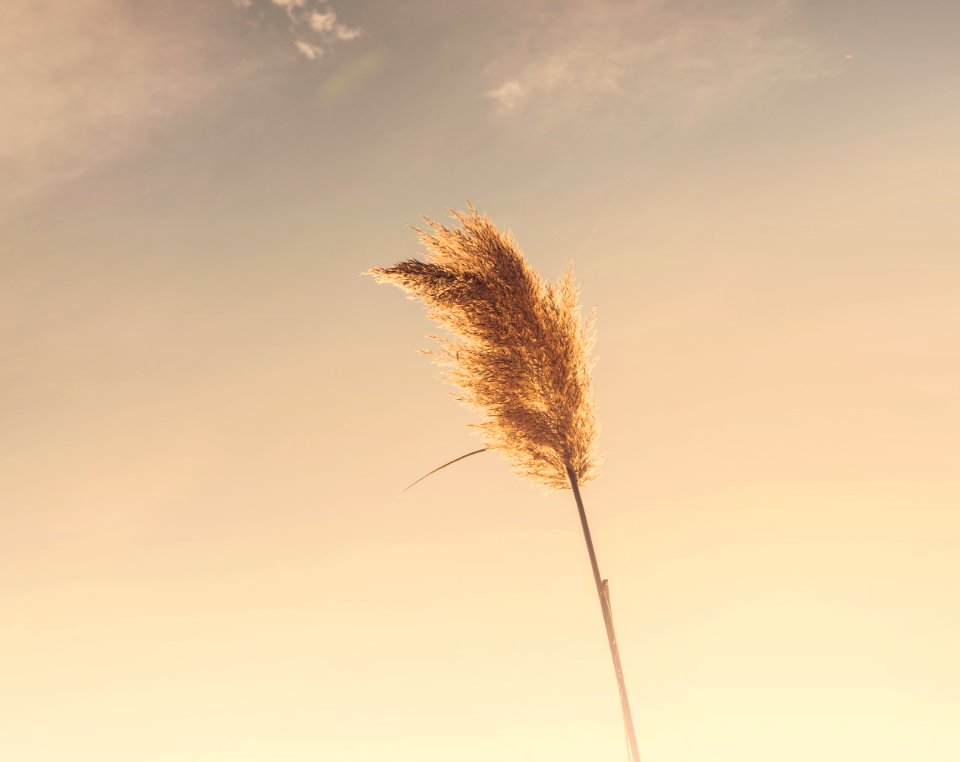 worm's eye view of brown wheat under orange sky photo