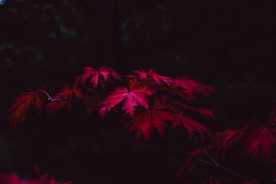 selective focus of purple leaf plant