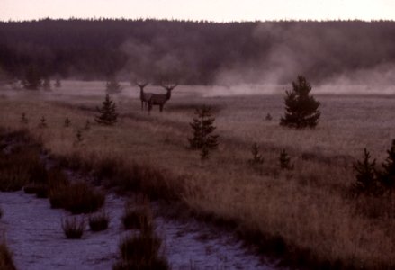 Field, Morning, Mist