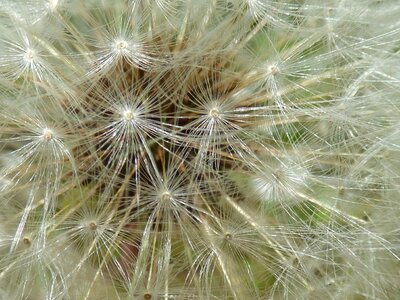 Dandelion egrets nature
