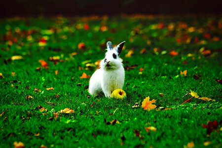 Apple yard lawn photo