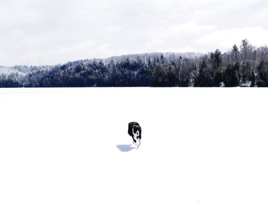 white and black dog walking on white snow field during daytime