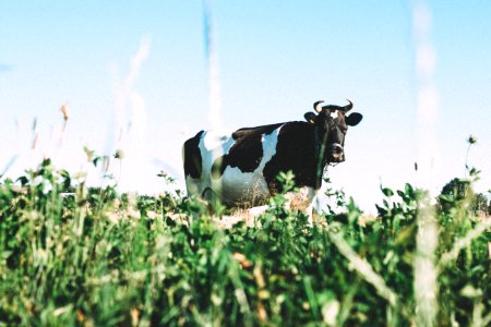 black and white dairy cow on green grasses during daytime photo