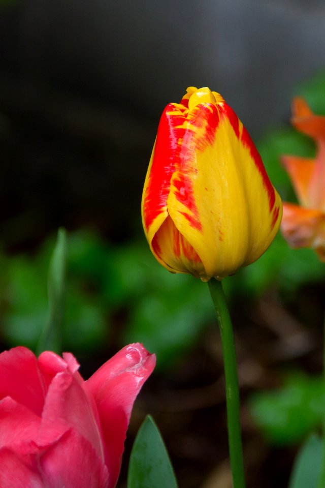 New haven, United states, Flower