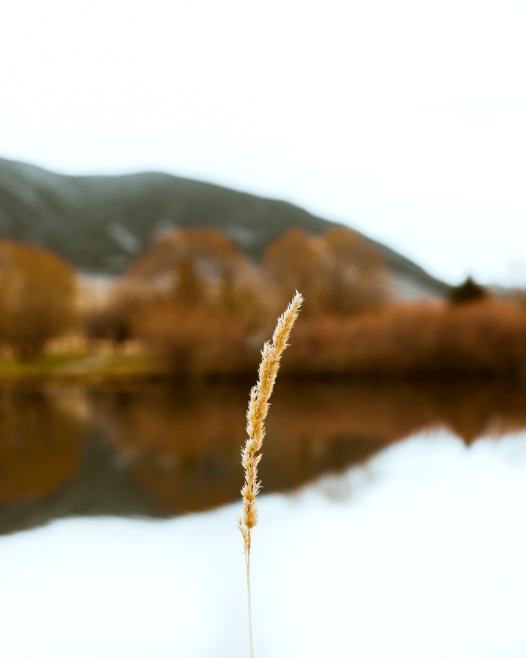 Montana, Nature, Lake