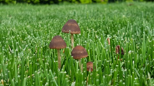 Natural fungi nature photo