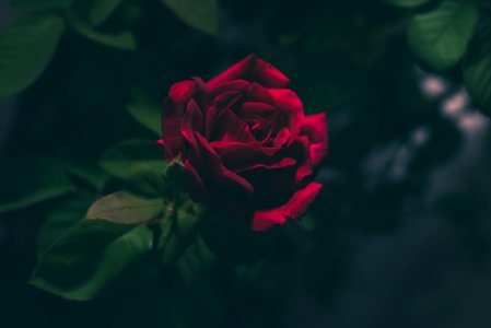 shallow focus photography of red rose photo